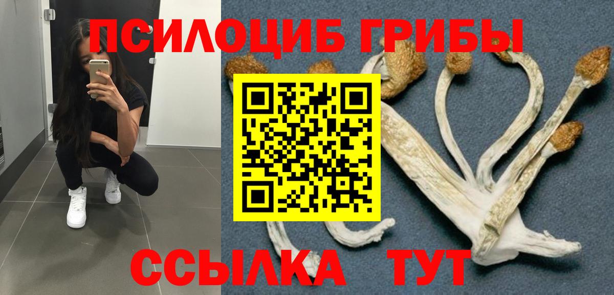 Галлюциногенные грибы Psilocybine cubensis Горно-Алтайск